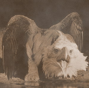 gryf